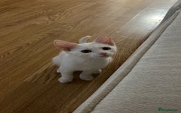 American Shorthair cats for sale: Prince  - Image 7