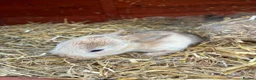 Mixed Breed rabbits for sale: Rabbits for sale - Advert 10