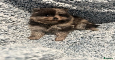 Pomeranian dogs Very adorable Pomeranian Puppies - Advert 16