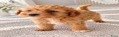 Maltipoo 5