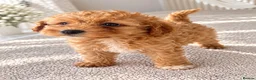 Maltipoo dogs for sale: 💫⭐️💥Beautiful Asian Maltipoo puppies💫⭐️💥 - Advert 2