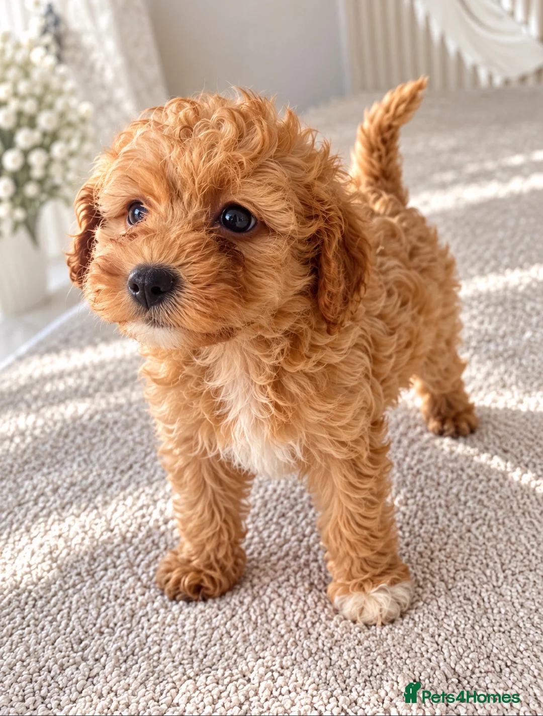 Maltipoo dogs for sale: 💫⭐️💥Beautiful Asian Maltipoo puppies💫⭐️💥 - Advert 2