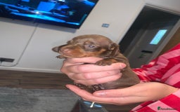 Miniature Dachshund dogs for sale: Kc miniature daschunds - Image 19