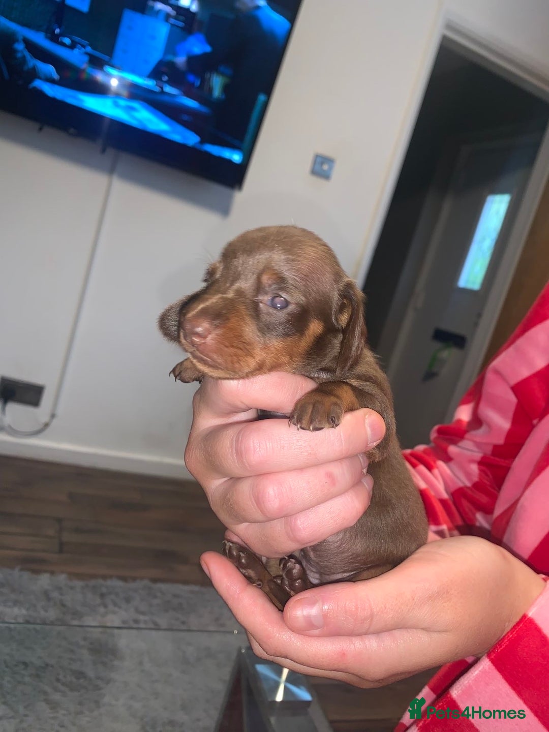 Miniature Dachshund dogs for sale: Kc miniature daschunds - Image 19