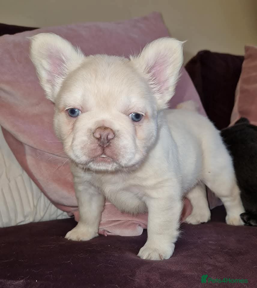 French Bulldog dogs New shade & merle fluffy frenchies dueFeb 2026 - Advert 11