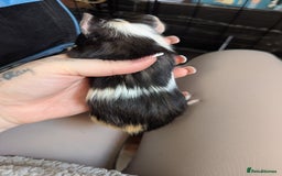 Guinea Pig rodents for sale: Baby guinea pigs  - Advert 16