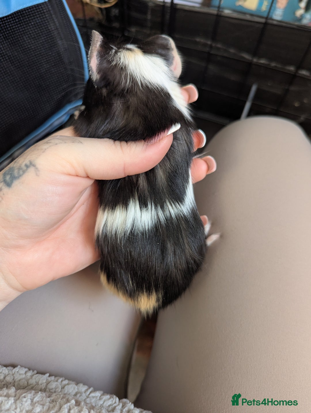 Guinea Pig rodents for sale: Baby guinea pigs  - Advert 16