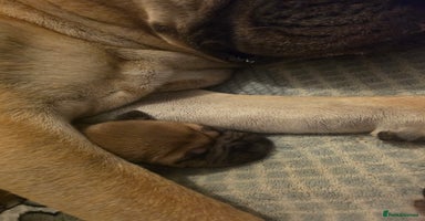 Mixed Breed dogs - Advert 2