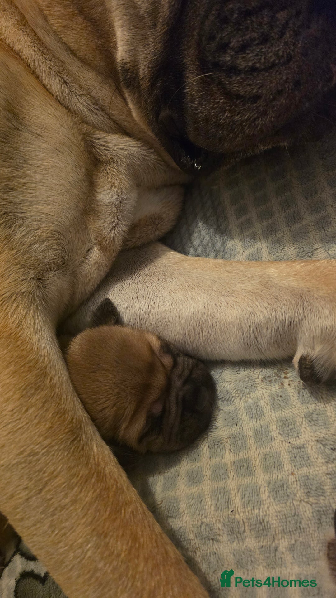 Mixed Breed dogs for sale: Adorable Bull Bordeaux Puppies  - Image 2