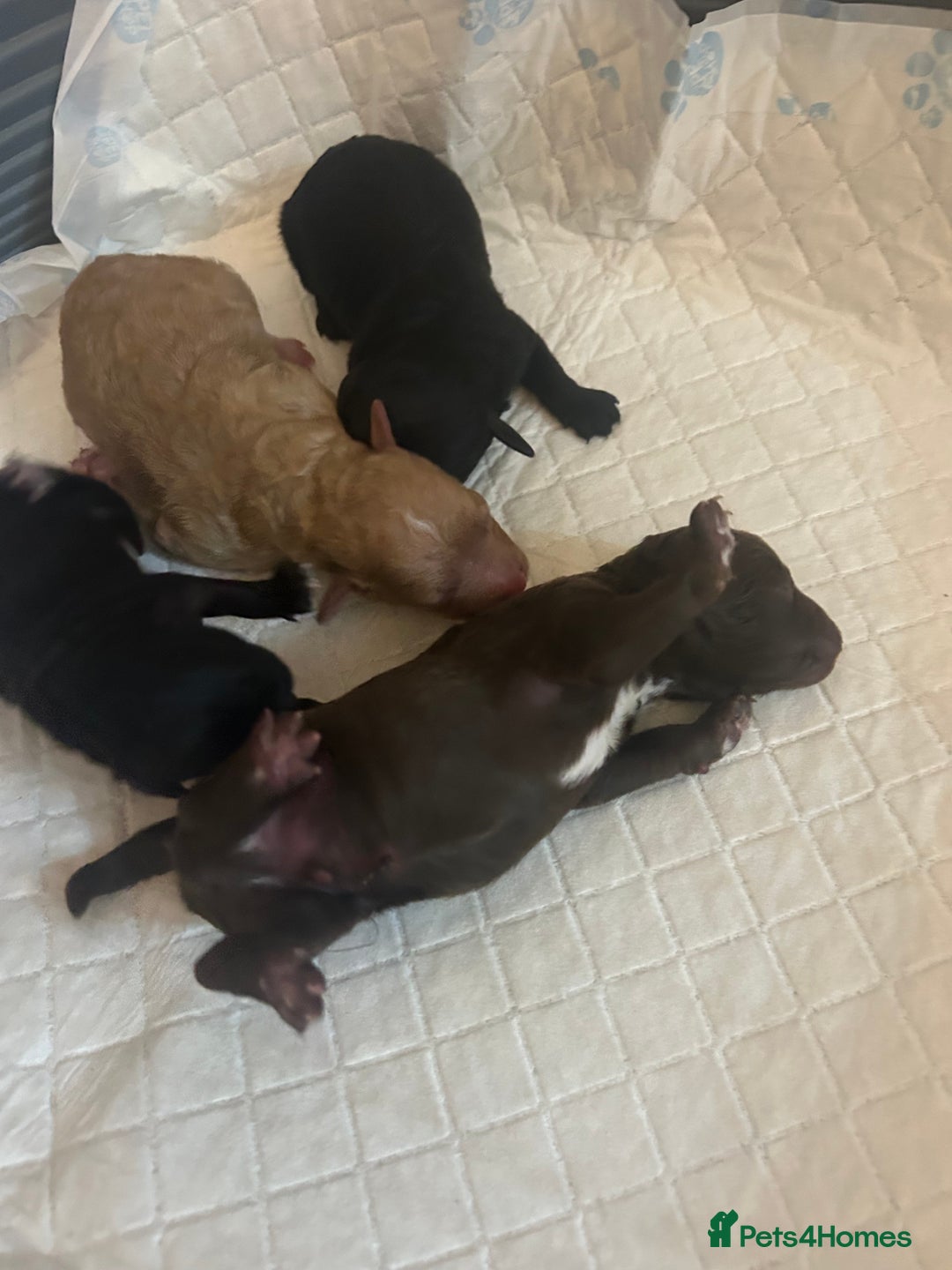 Miniature Poodle dogs for sale: Miniature poodle - Image 8