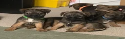 Border Terrier dogs for sale: Healthy Bundles of Border joy  - Advert 10