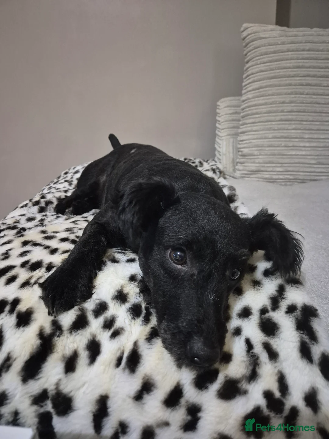 Patterdale Terrier dogs for sale: Milly-4 year old looking for loving home  - Advert 3
