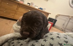 Cocker Spaniel dogs for sale: Cocker Spaniel Puppies- ready 17/12/25 - Advert 21