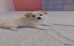 Mixed Breed dogs for sale: Puppy's  - Image 3