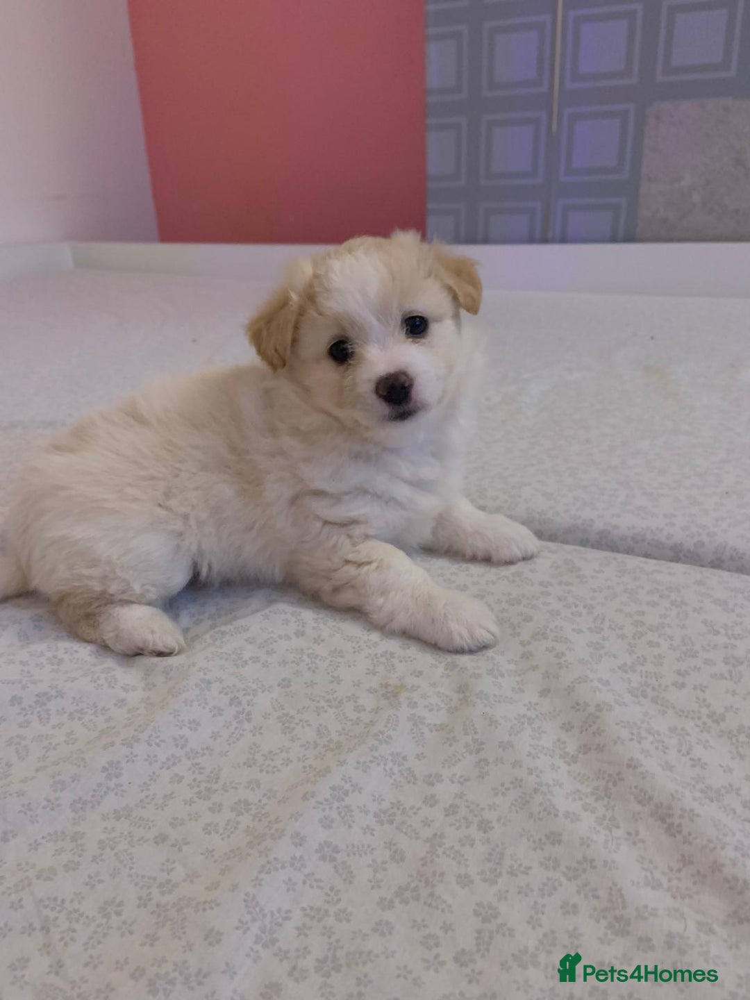 Mixed Breed dogs for sale: Puppy's  - Image 3