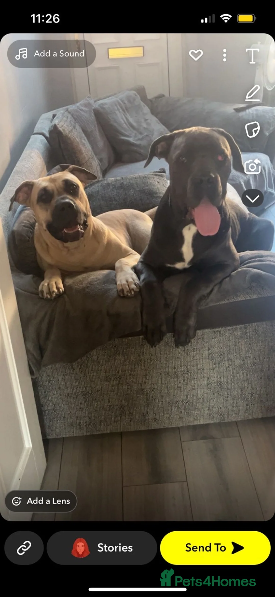 Mixed Breed dogs for sale: Presa canrio/ cane corso   in Wakefield - Advert 14