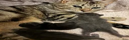 Mixed Breed cats for sale: Gorgeous kittens looking for forever homes - Advert 3