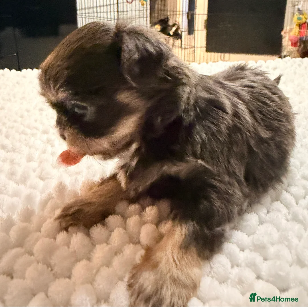 Mixed Breed dogs for sale: Adorable Tini malchi puppies  - Advert 7