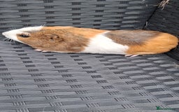 Guinea Pig rodents for sale: 2 baby girl guinea pigs and 3 boys  - Image 3