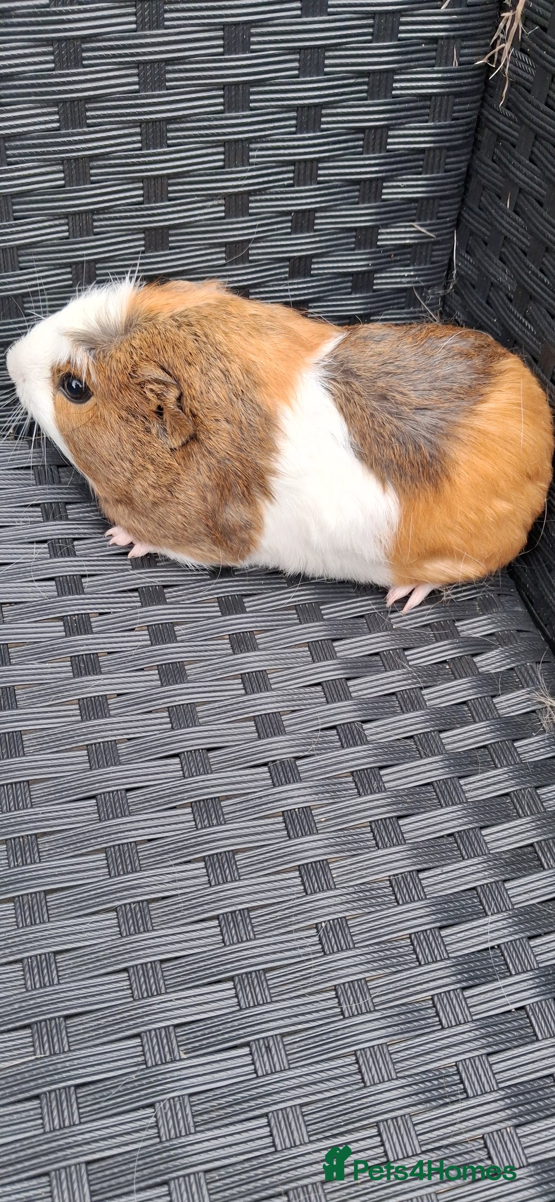 Guinea Pig rodents for sale: 2 baby girl guinea pigs and 3 boys  - Image 3