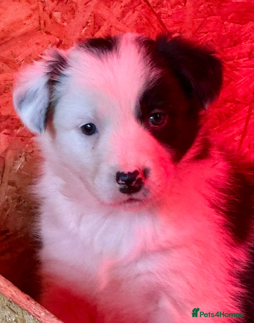 Border Collie dogs for sale: Gorgeous Collie Pups Mum ISDS Reg by Derwen Doug - Advert 2