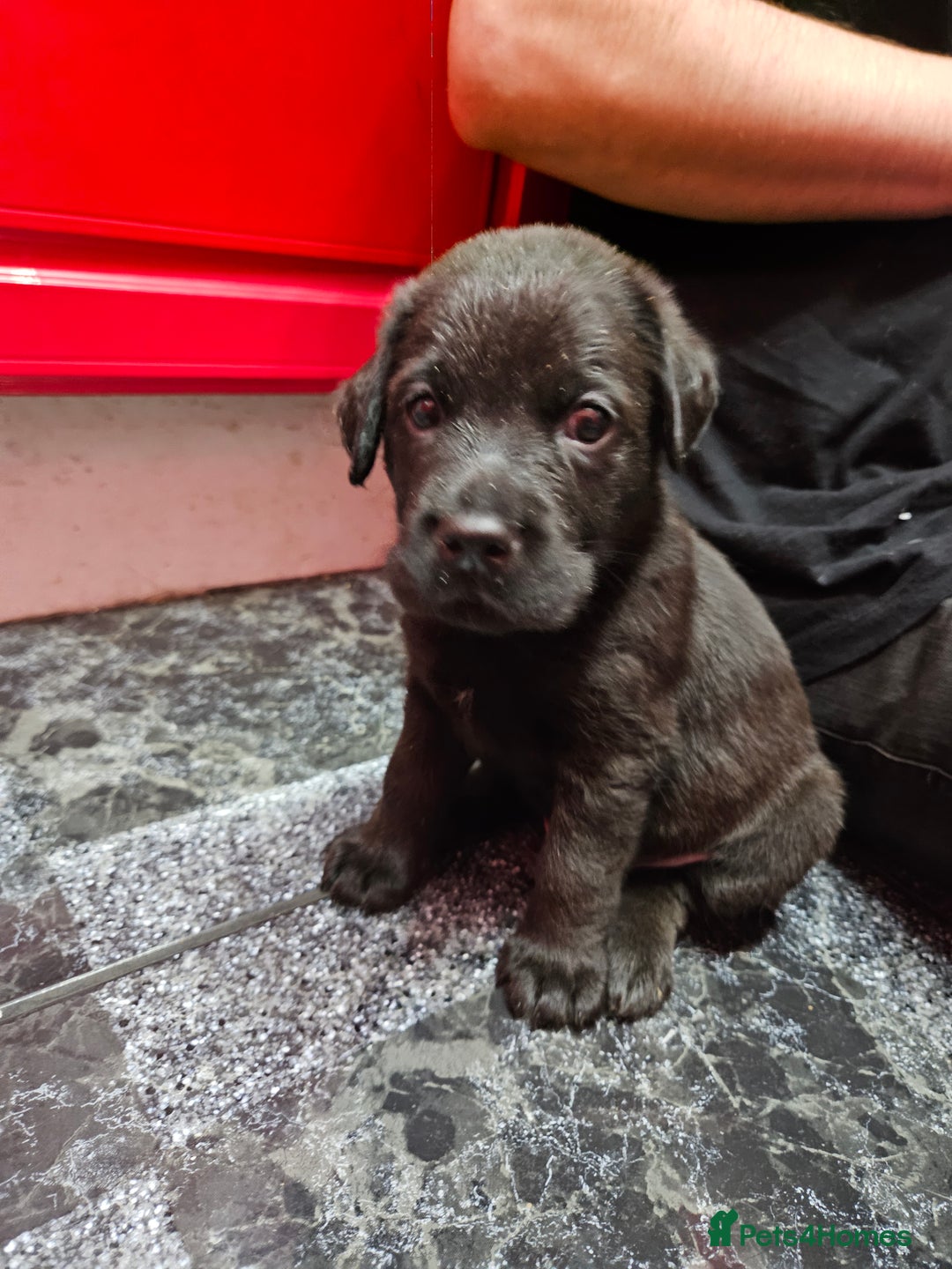 Mixed Breed dogs for sale: German shepherd x Working Labrador puppies  - Advert 19