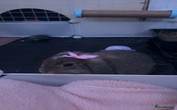 Mini Lop rabbits for sale: Bambi need gone ASAP - Image 7