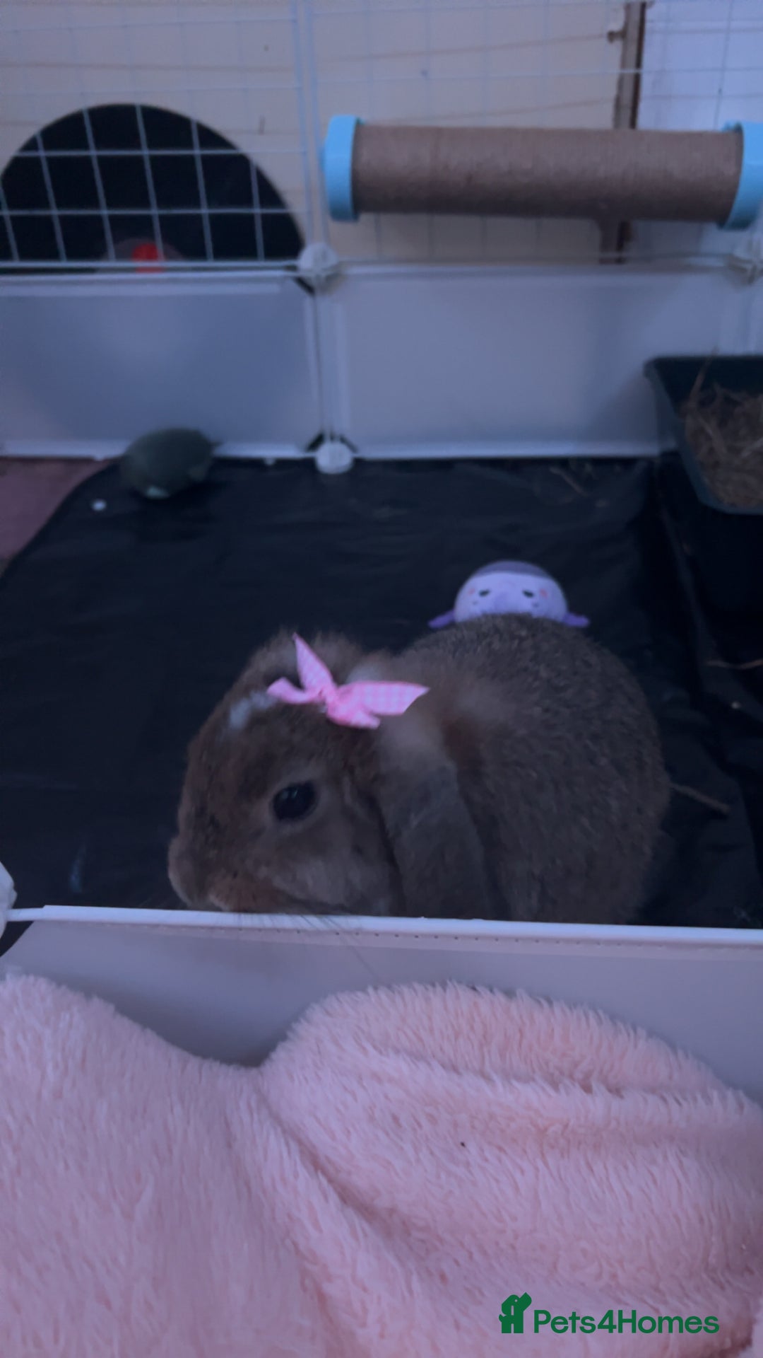 Mini Lop rabbits for sale: Bambi need gone ASAP - Image 7