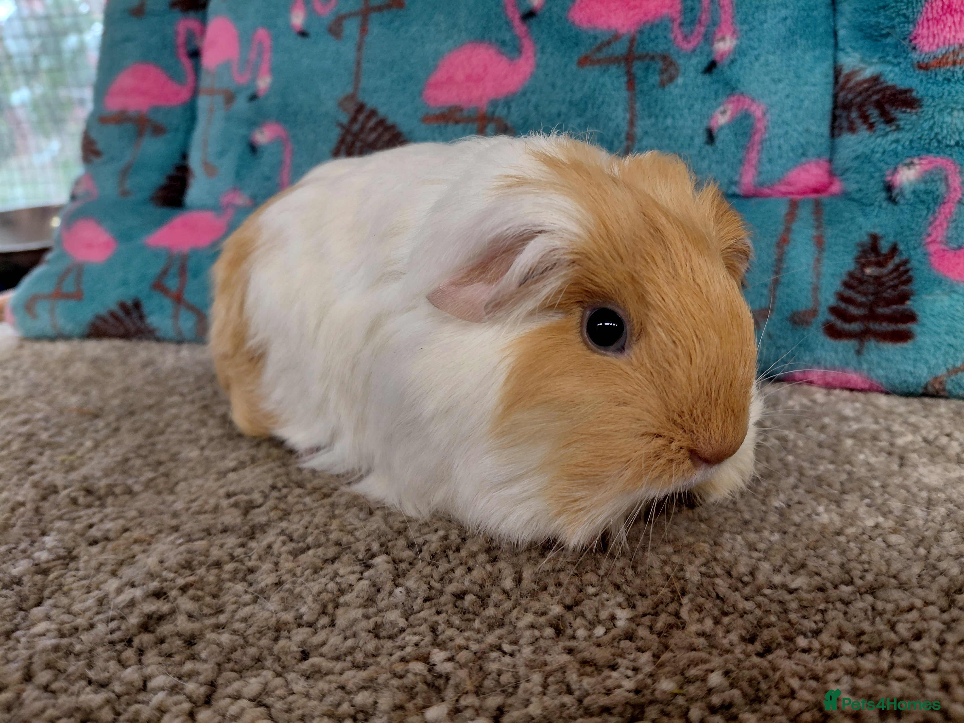 Guinea Pig rodents Baby Longhaired Boars Texel/Merino To Reserve - Advert 12