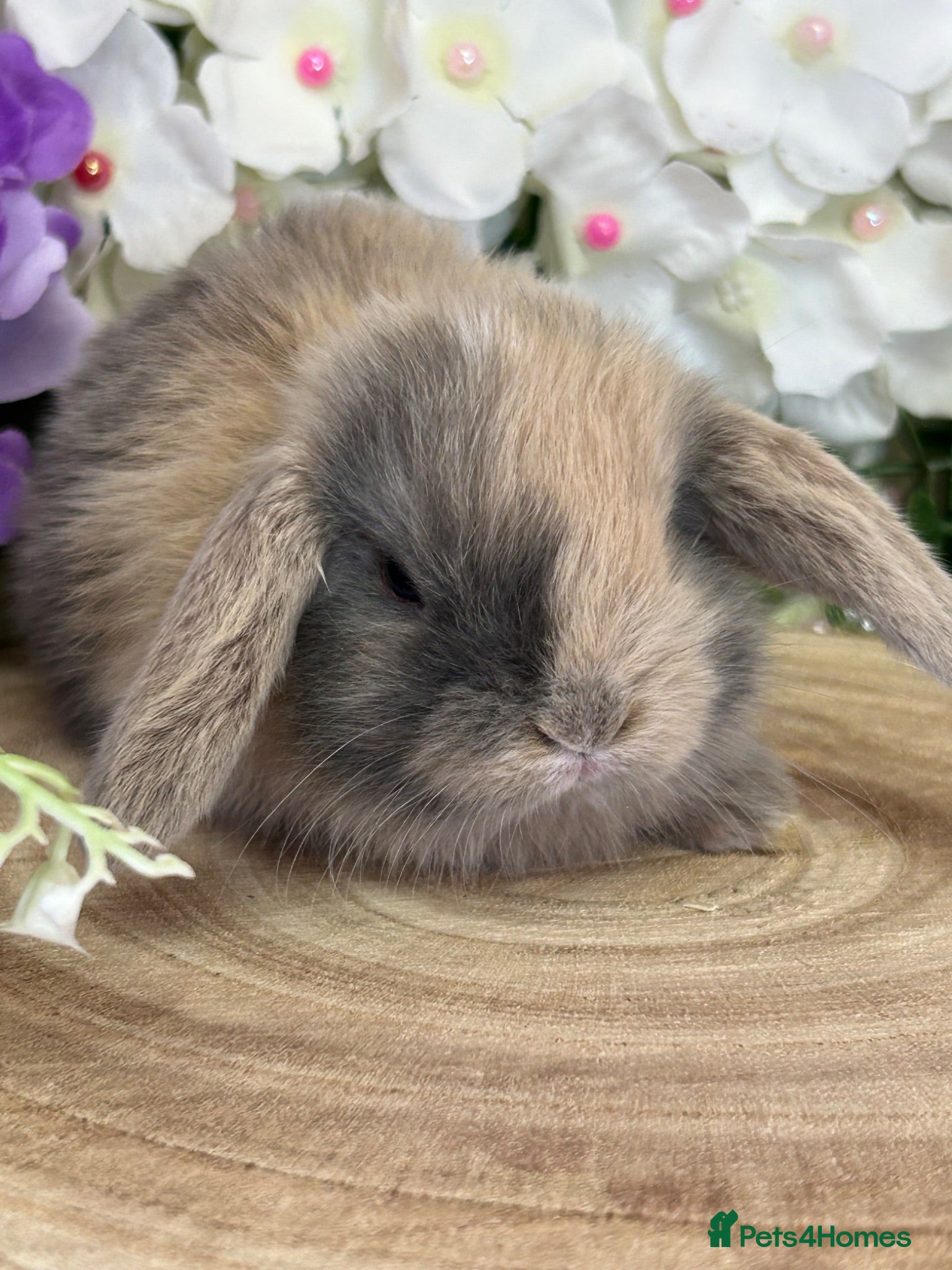 Mini Lop rabbits Mini Lop Bunnies - Advert 2