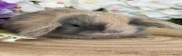Mini Lop rabbits for sale: Mini Lop Bunnies - Advert 2