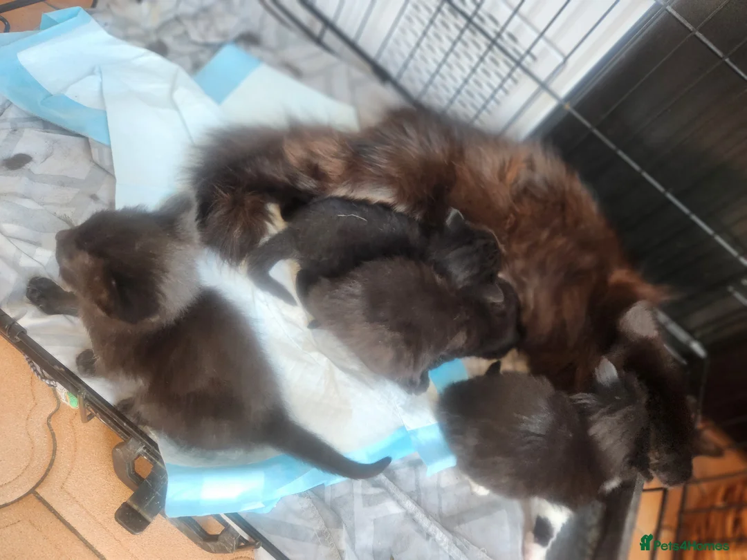 Mixed Breed cats for sale: 2 black boys, 1 black female, 1 black/white female in Bedworth - Advert 2
