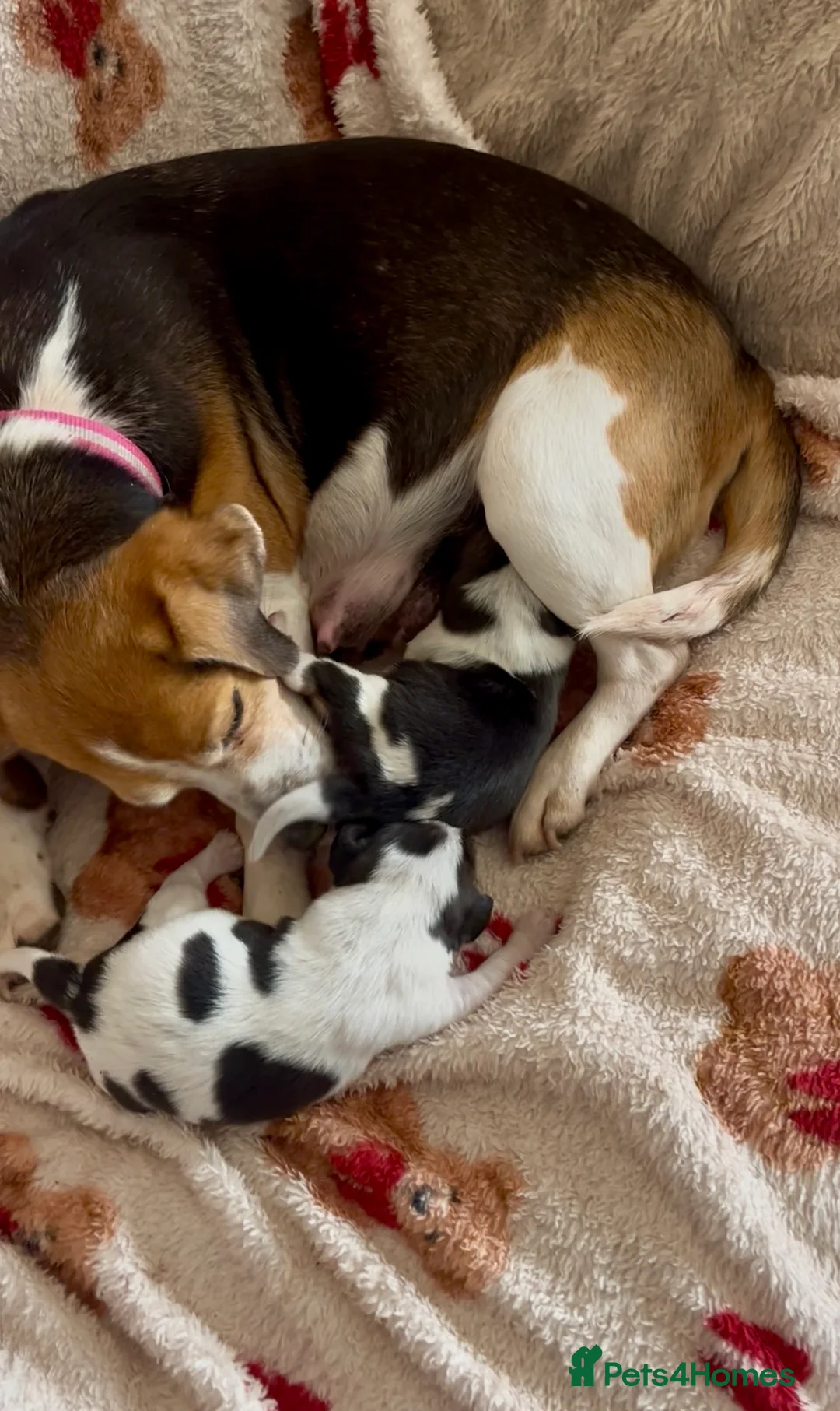 Beagle dogs for sale: Health tested beagle puppies  - Advert 2