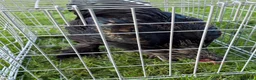 Chickens poultry for sale: Pair of brahmas - Advert 15