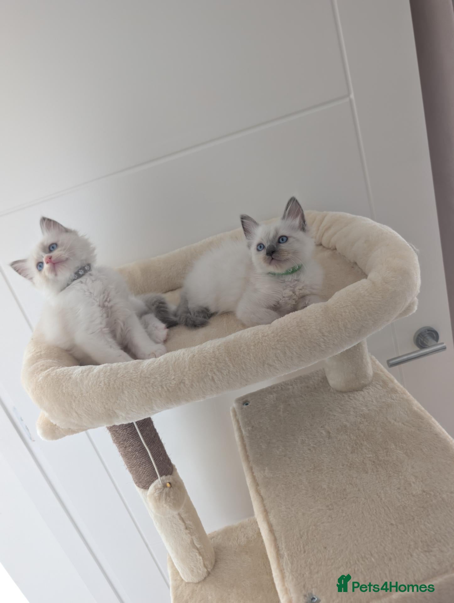 Ragdoll cats 2 boys still avilable green and Grey  - Advert 6