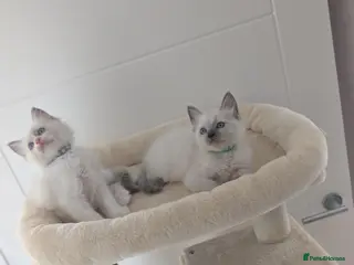 Ragdoll cats 2 boys still avilable green and Grey - Advert 6