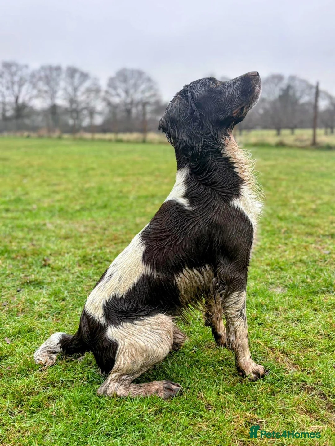 English Springer Spaniel dogs for stud: COI 5.9% English Springer Spaniel STUD  in Clacton-on-Sea - Advert 8