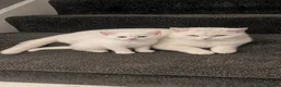 Persian cats for sale: White short hair Persian Kitten - Advert 5