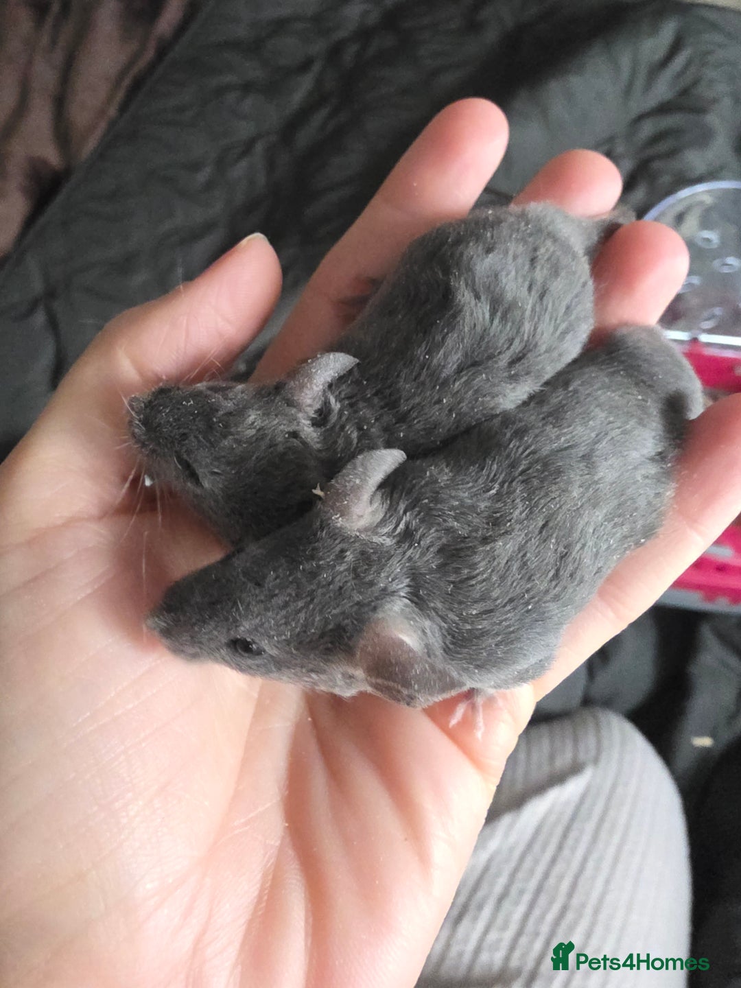 Mouse rodents for sale: 2 boys available  - Advert 13