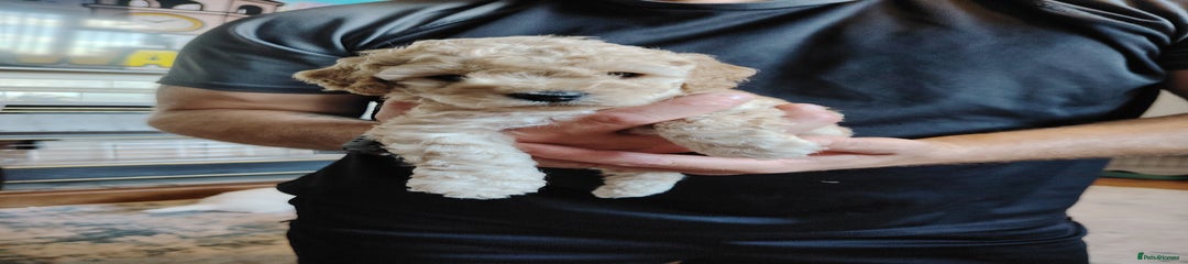 Mixed Breed Puppy 5
