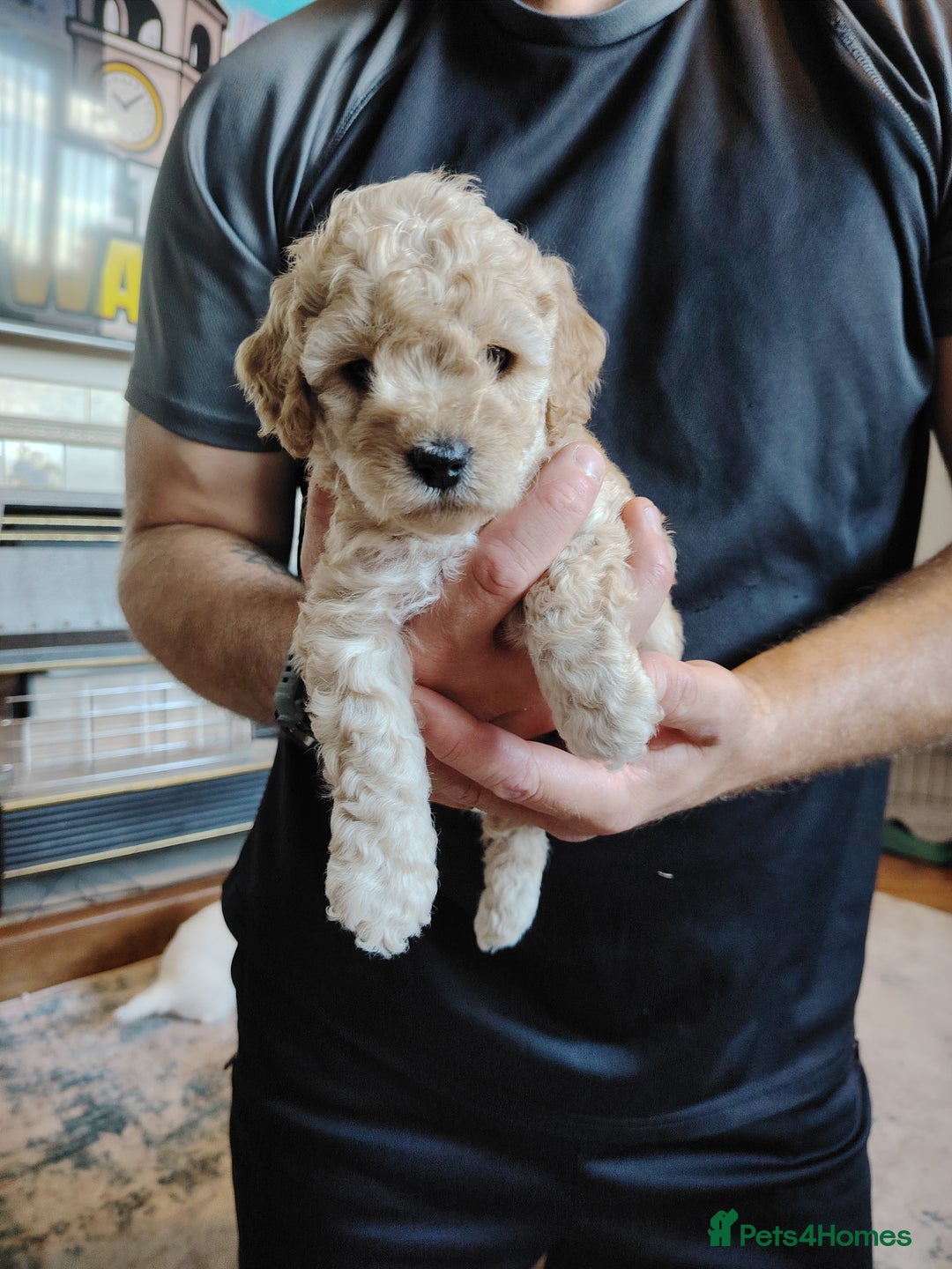 Mixed Breed dogs for sale: 5 Beautiful cocker poochon puppies for sale 😍 - Image 3