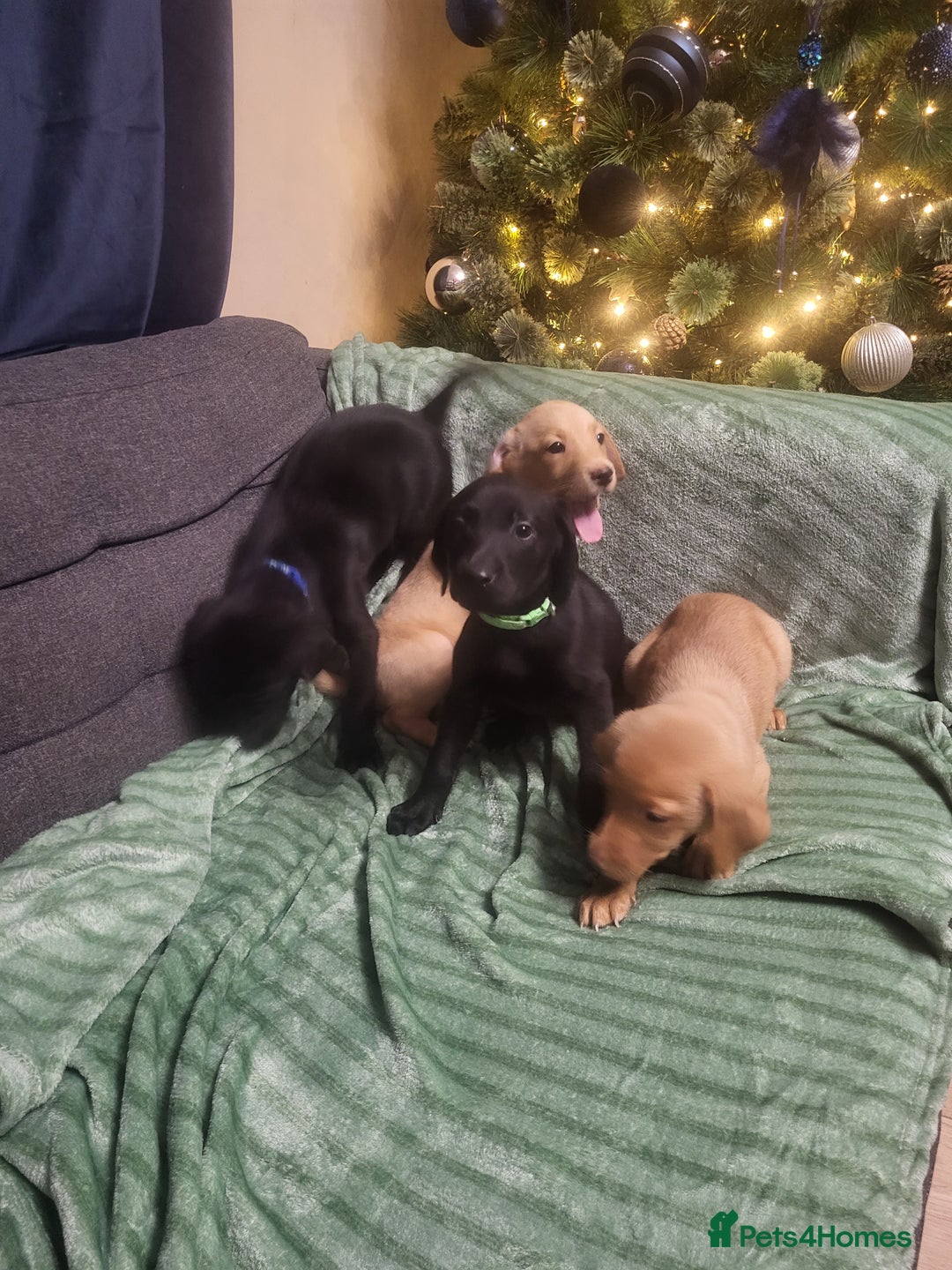 Labrador Retriever dogs for sale: KC registered labrador puppies - Advert 3