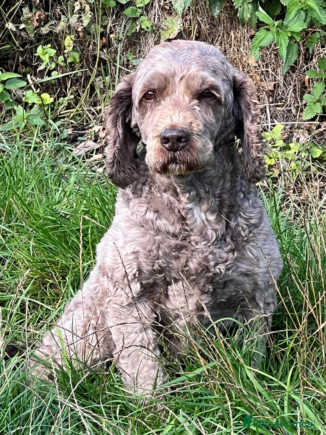 Cockapoo dogs for stud: OUTSTANDING CHOCOLATE F1 COCKAPOO FULLY DNA TESTED in Radstock - Advert 5