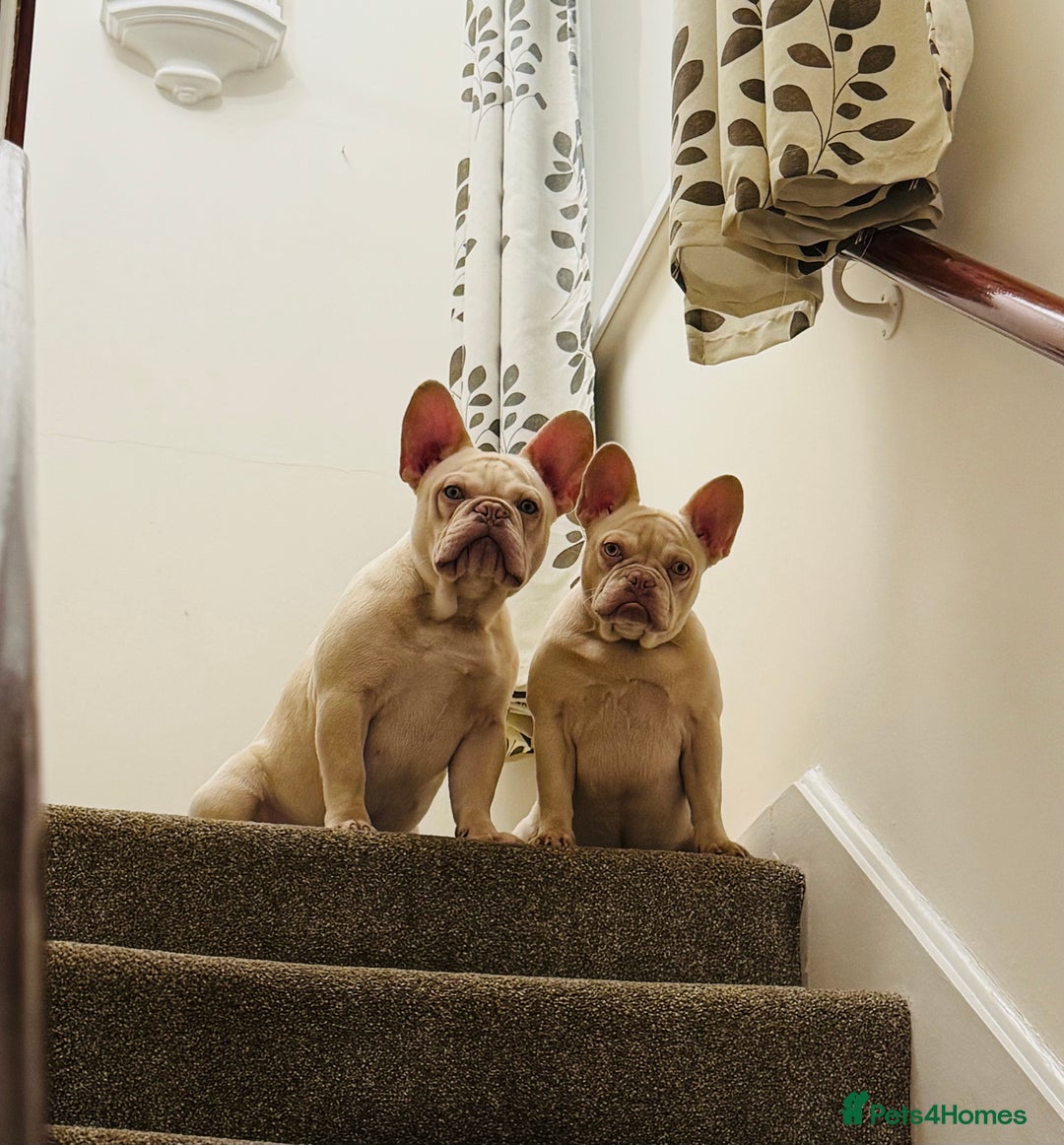 French Bulldog dogs for sale: 2 French Bulldogs for Sale - Advert 1