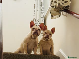 French Bulldog dogs 2 French Bulldogs for Sale - Advert 5