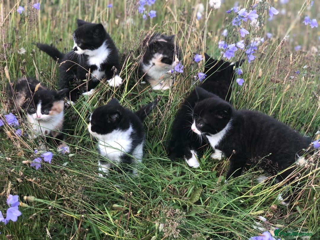 British Shorthair cats for sale: Gorgeous British Shorthair X kittens  - Image 2