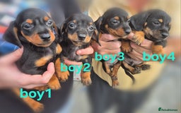 Mixed Breed dogs for sale: Beautiful Dorkie Puppies for sale - Image 1