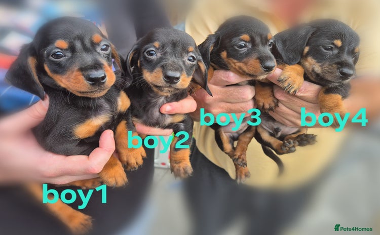 Mixed Breed dogs - Advert 8