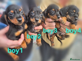 Mixed Breed dogs - Advert 21