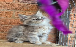 Maine Coon cats for sale: Beautiful Maine Coon kittens - Image 30